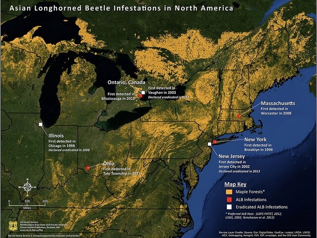 Beetle of death? It could kill millions of trees