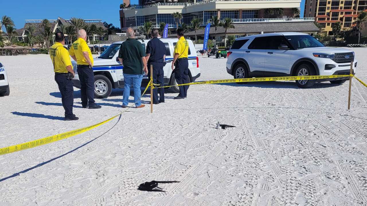 Marco Island dead birds