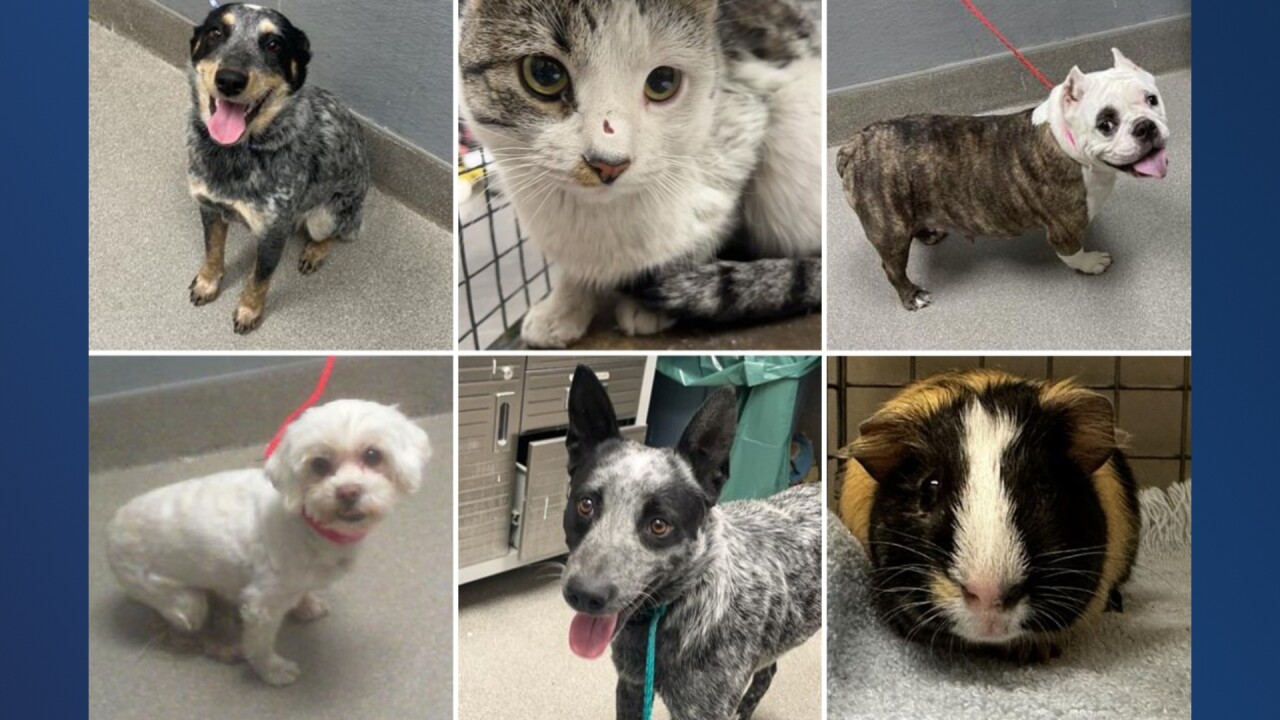 Animal Foundation late 2023 lost pets