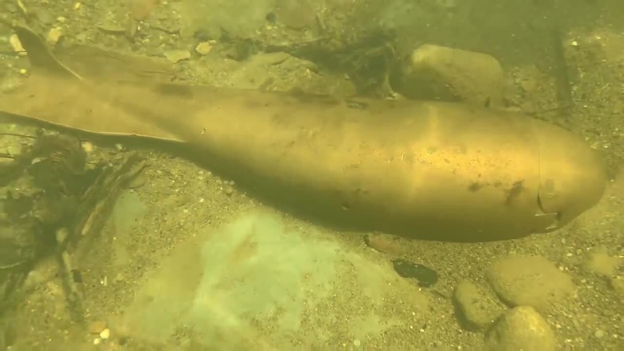 Unexploded ordnance Chagrin River 