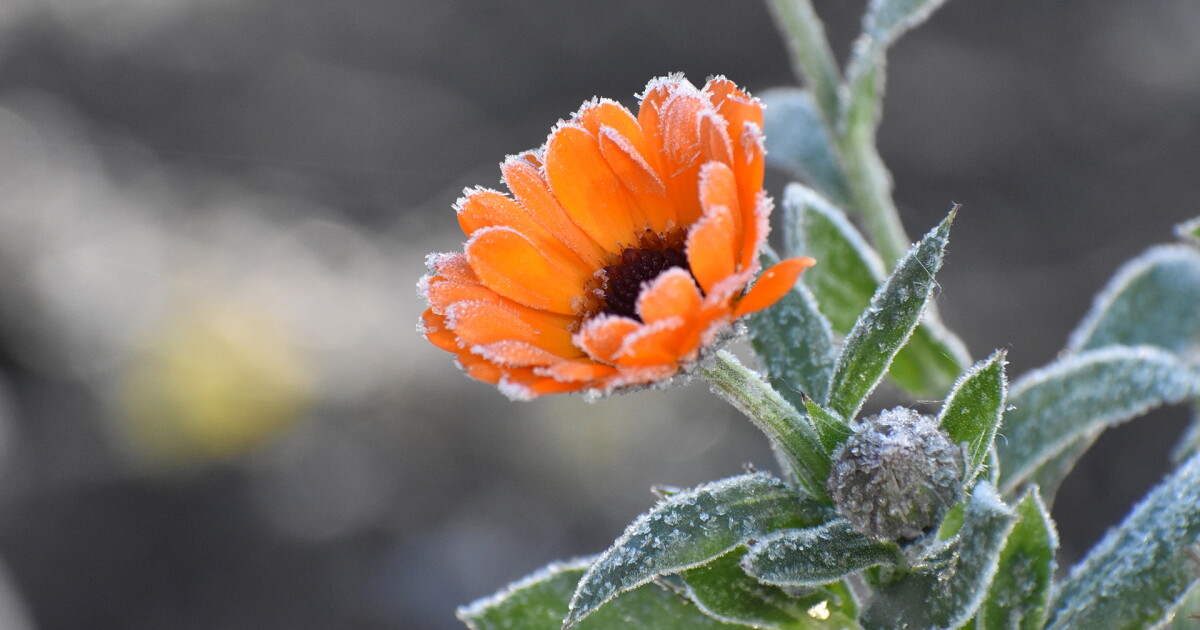What's the difference between a frost advisory, freeze warning, and ...