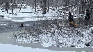 Dog rescued by rescue teams in Rogue River