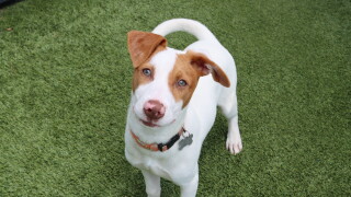 Pet of the Week