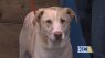 Eating at Mission Taco helps Wayside Waifs