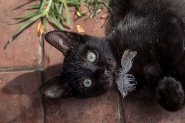 Photos: This place is known as 'The City of Cats'