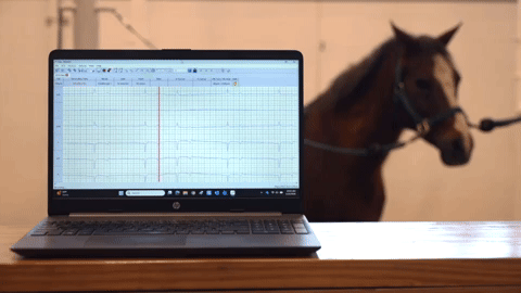 Horse and EKG 