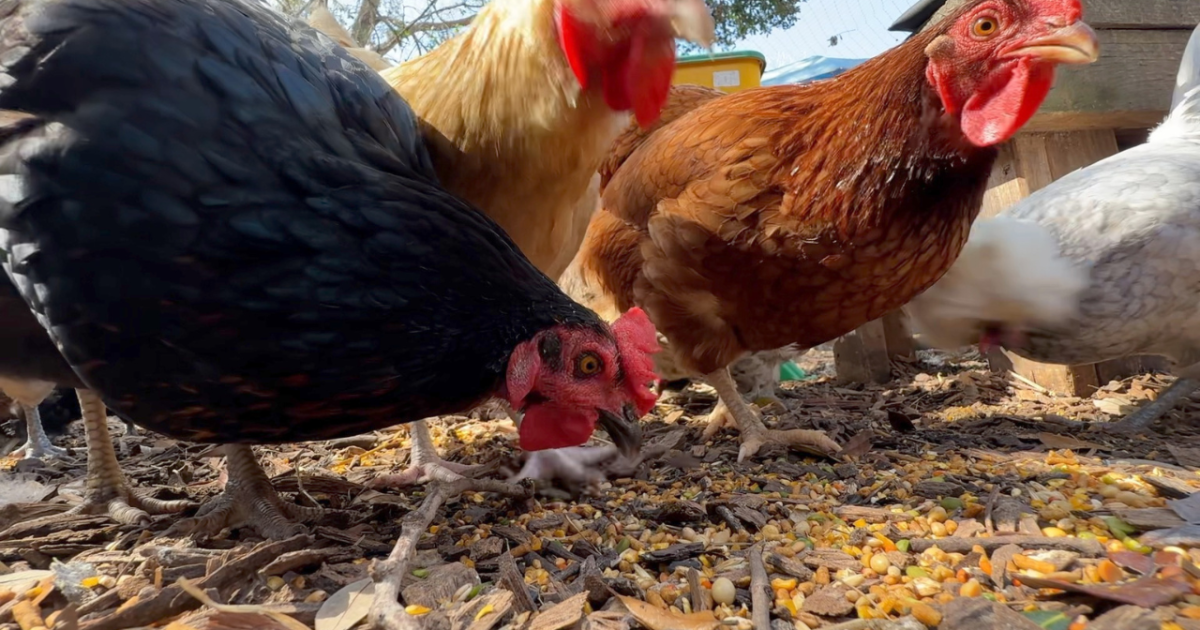 Popularity of raising backyard chickens on the rise amid high egg prices