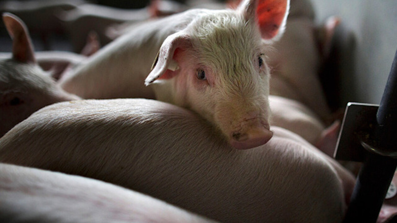 Pig that survived butcher, escape from home finds new family