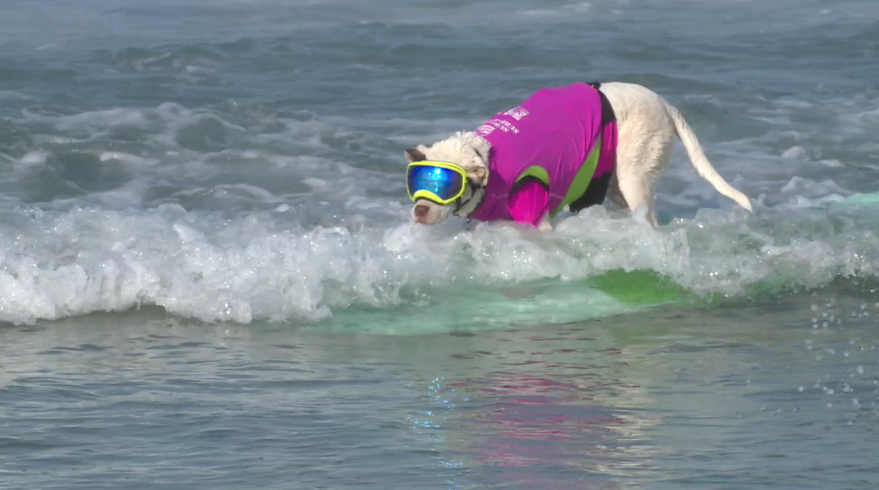 del-mar-surf-a-thon-dog-3