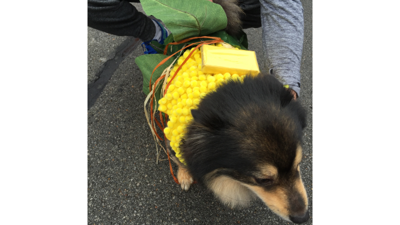 25th Annual BooHaHa pet costume contest