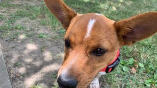 WTVF Scooter CNN NEWSOURCE