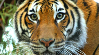 Tiger.png