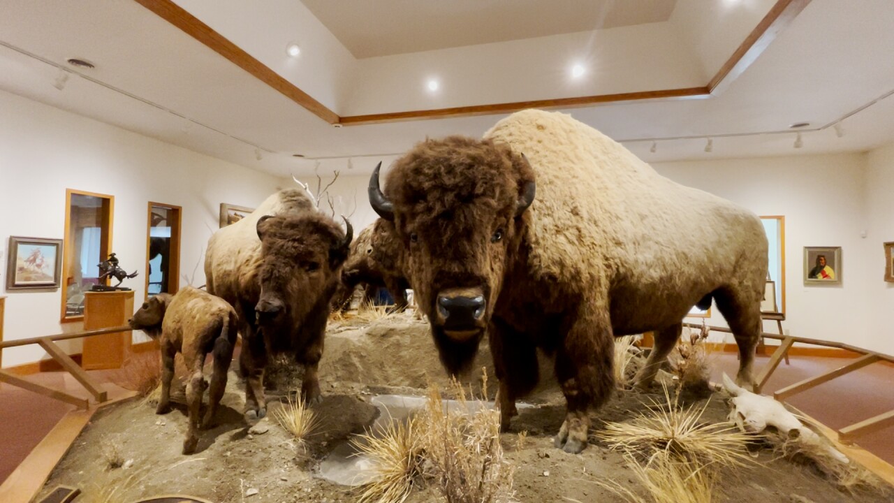 Hornaday collection.jpg