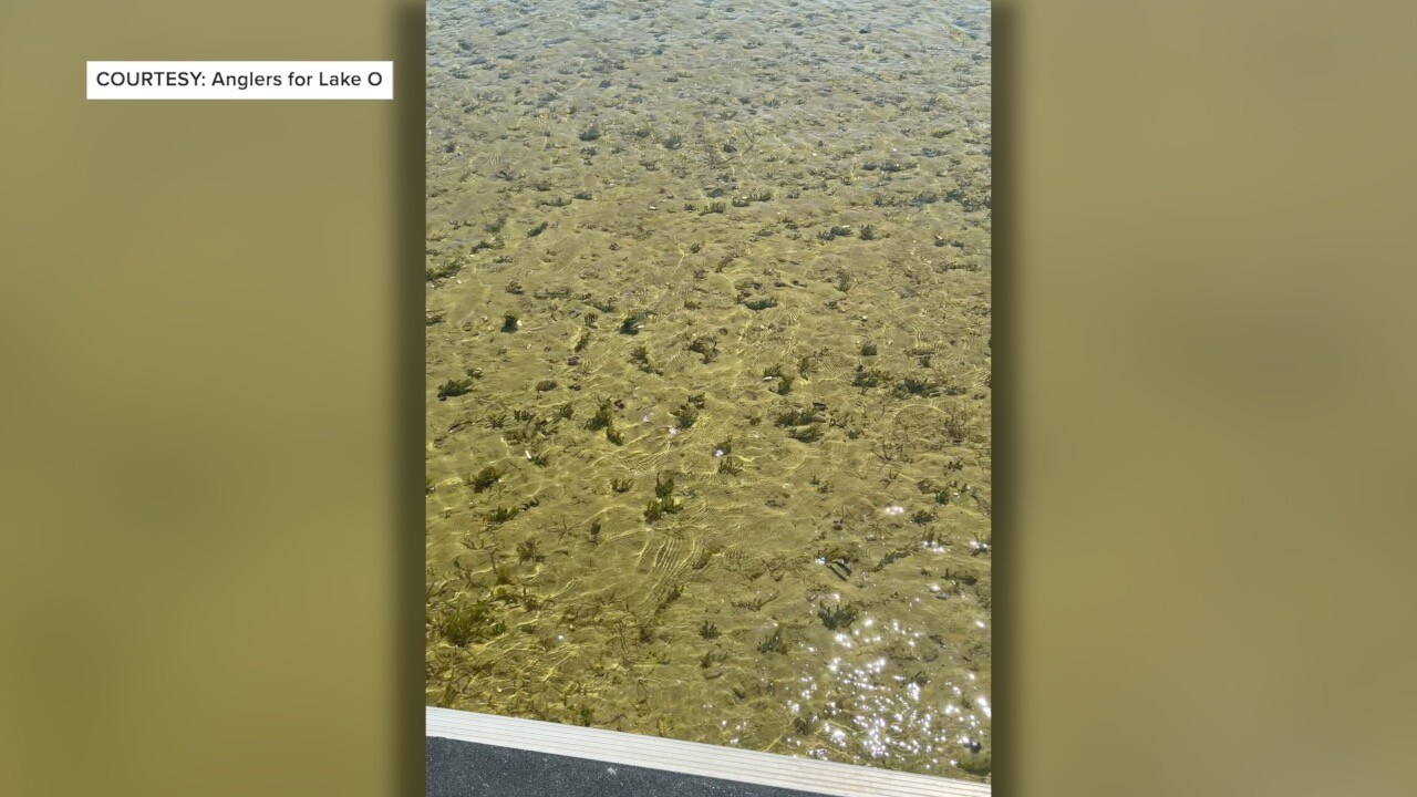 SAV regrowing in Lake O