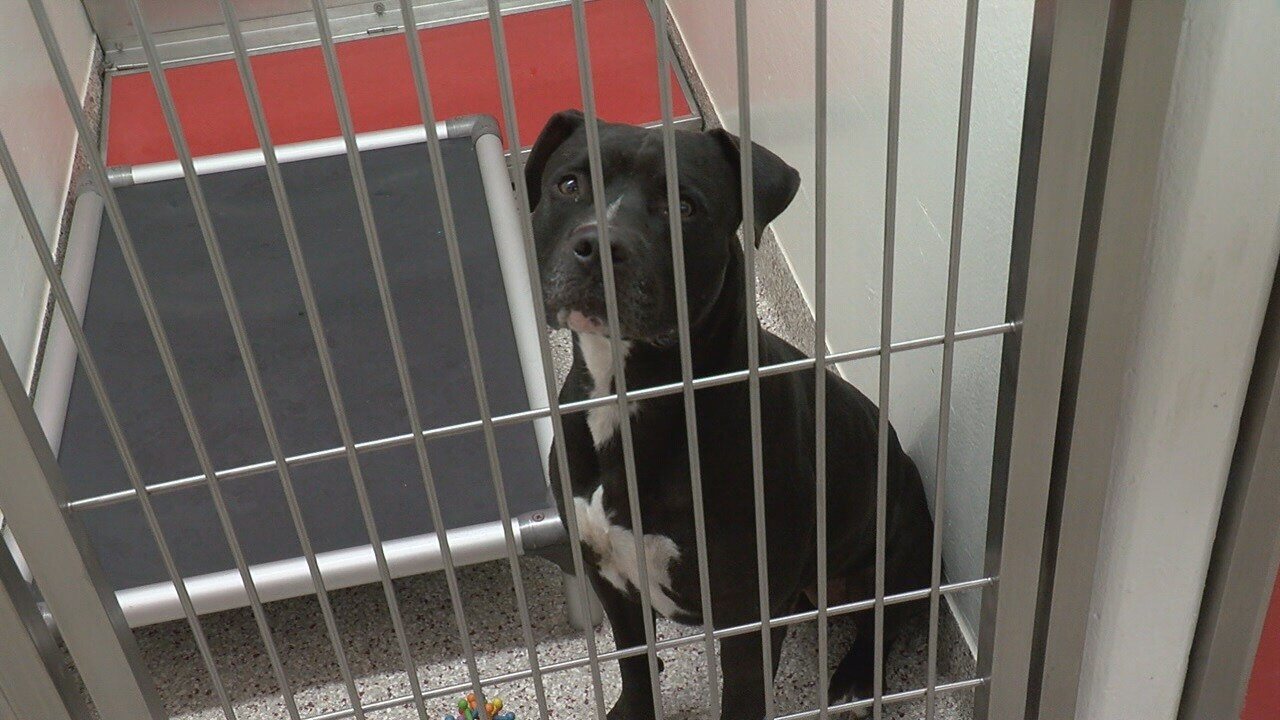 Following National Trend Euthanasia Rates Have Gone Down At Pacc