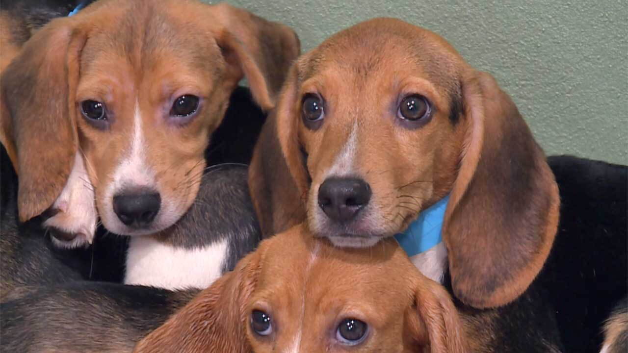 Big Dog Ranch Rescue has welcomed the final 155 beagles from Ridglan Farms, a now-closed Wisconsin testing facility.