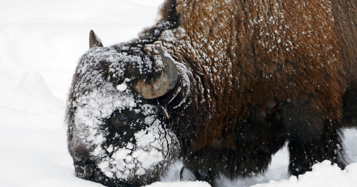 Bison management group discusses deadly winter for Yellowstone bison - Vimarsana News