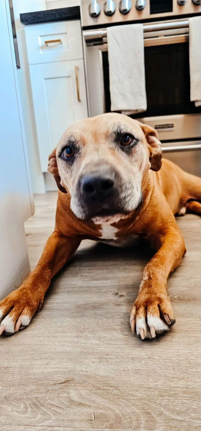 malachi_Wheat Ridge Police Department