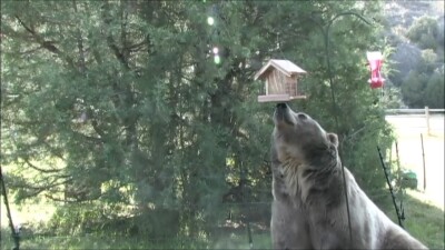 bear .jpg
