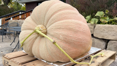 Great Falls teen grows huge pumpkin 