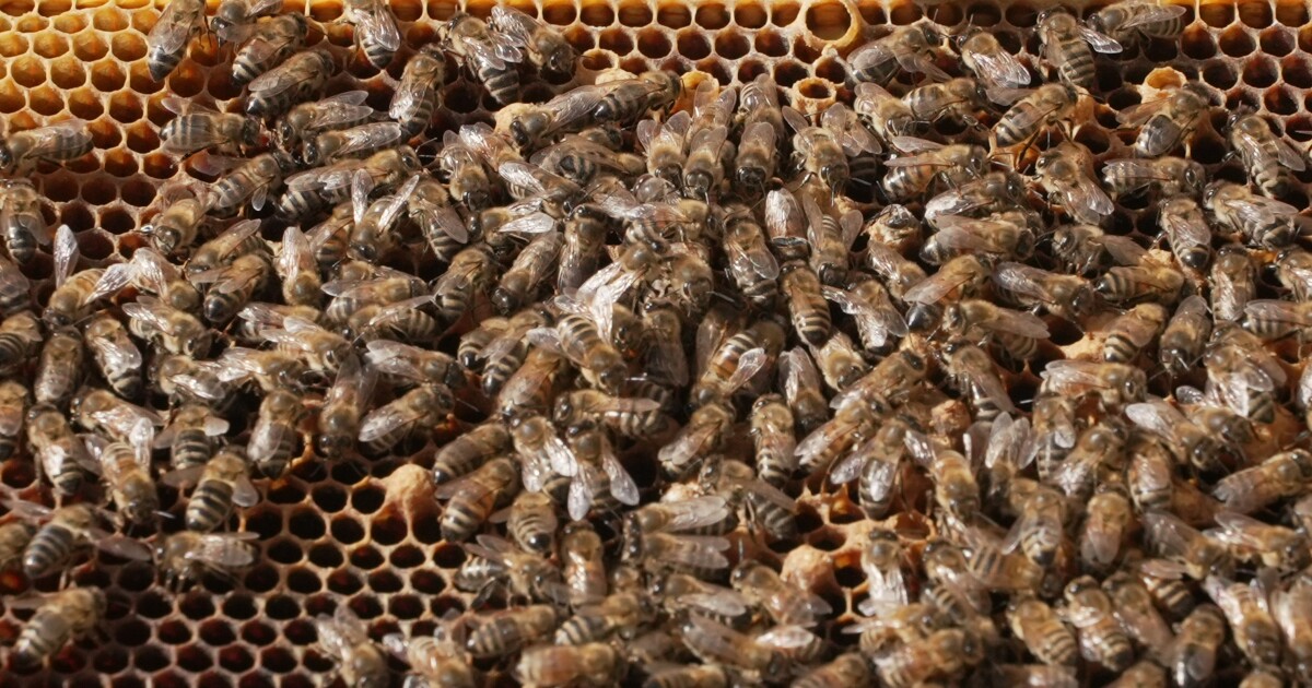 Montana Ag: Where Honey Meets Healing