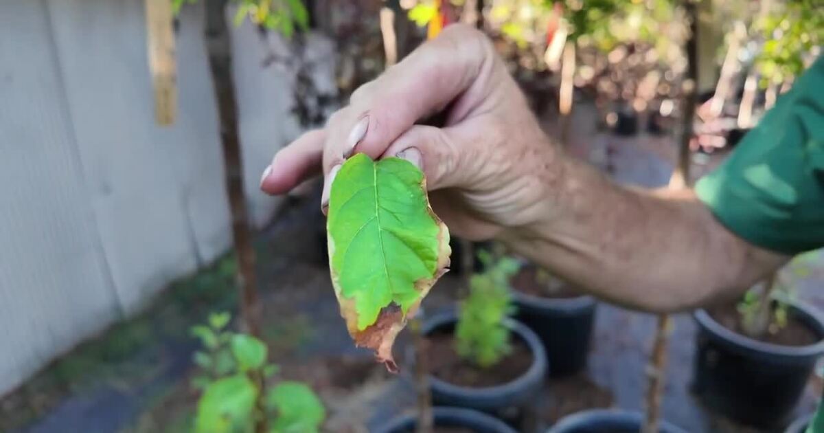 Feeling the heat? What to do when your plants experience heat-related stress