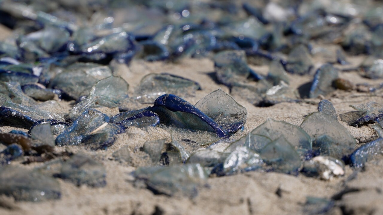 VELELLA.jpg