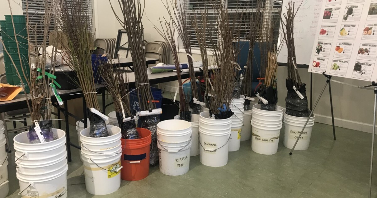 Free fruit trees to be given away to help preserve tree-scape in local city - wtkr.com Free fruit trees to be given away to help preserve tree-scape in local city - wtkr.com