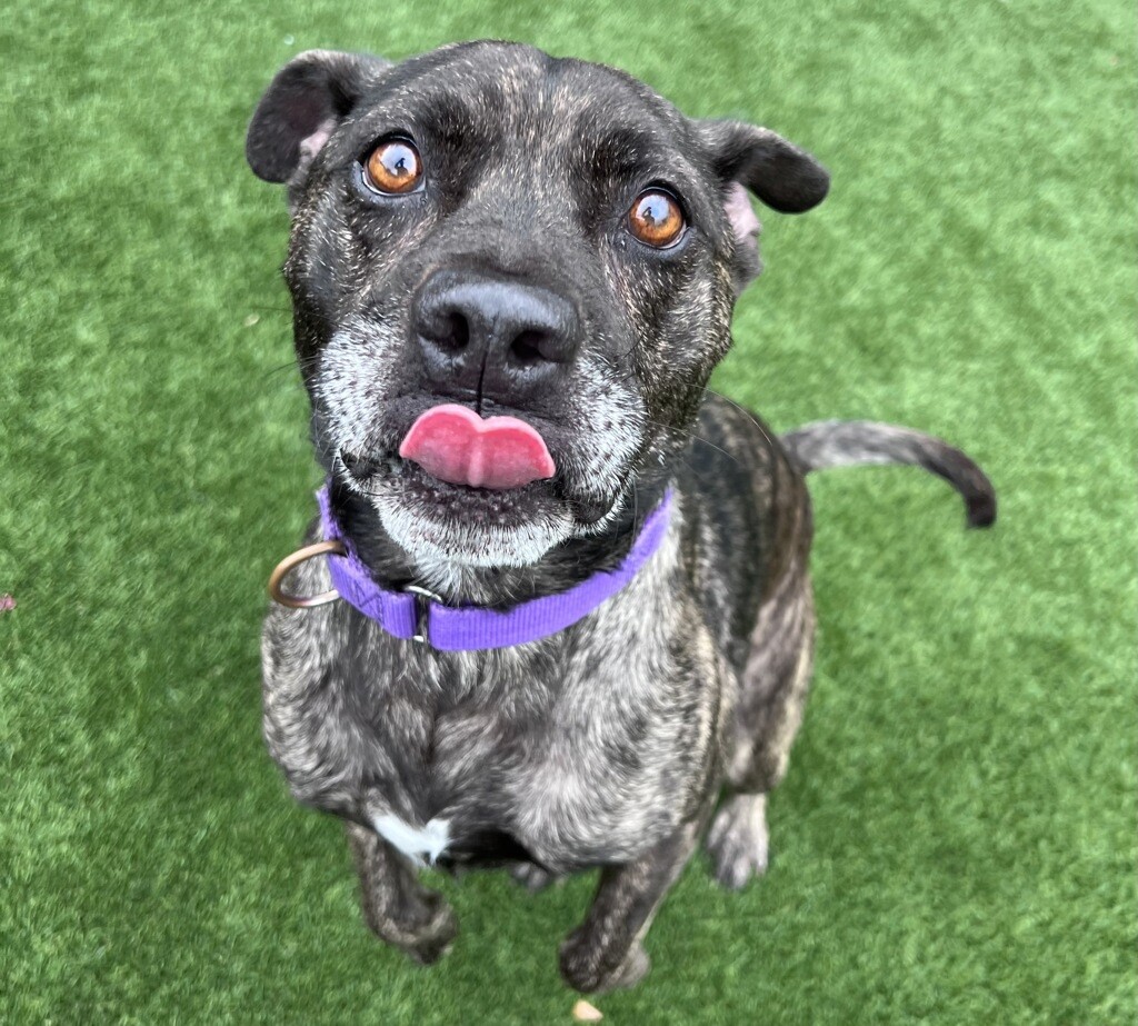 Diesel 966236.2.jpeg