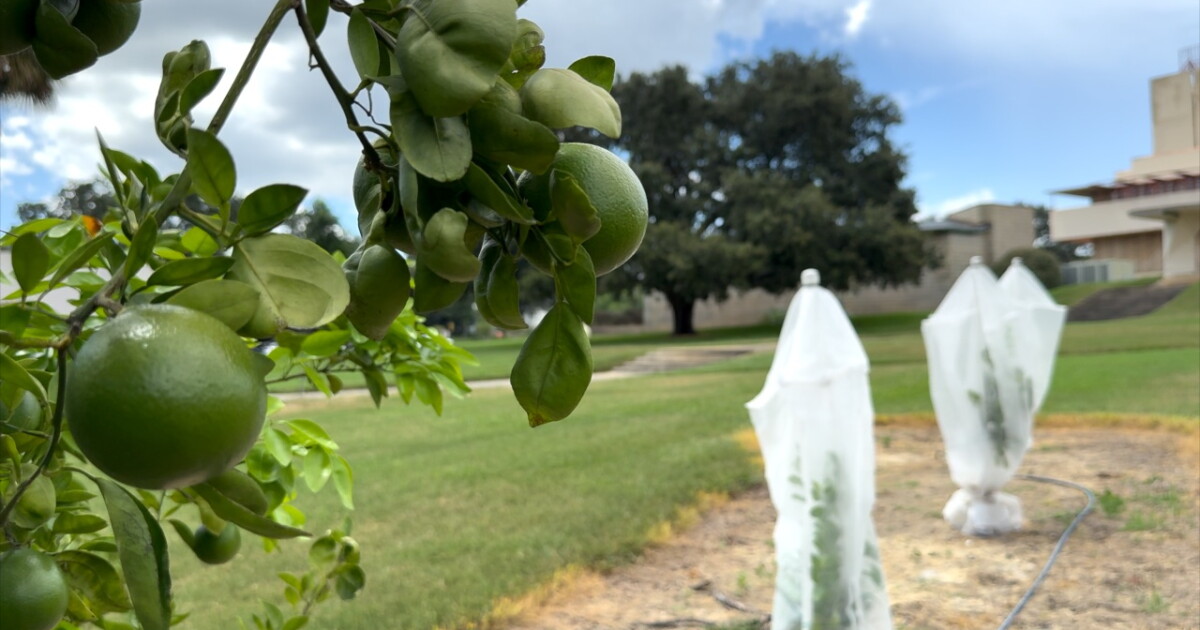 New citrus groves at Florida Southern College aims to help growers fight industry decline