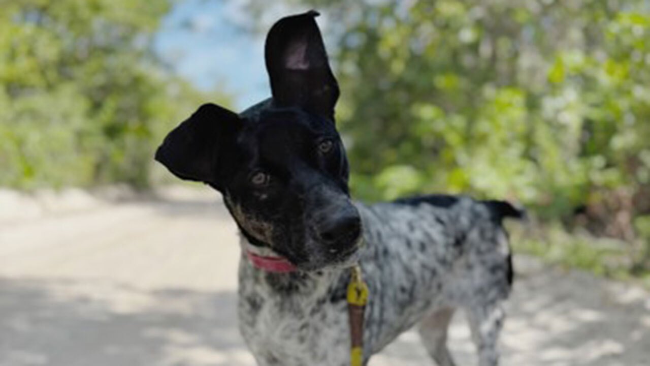 Oreo UNDERDOG