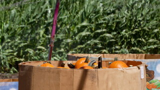 PUMPKINS.jpg
