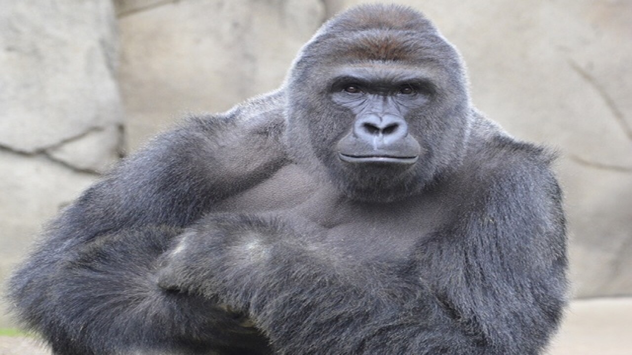 Cincinnati Zoo Gorilla Exhibit To Reopen In June