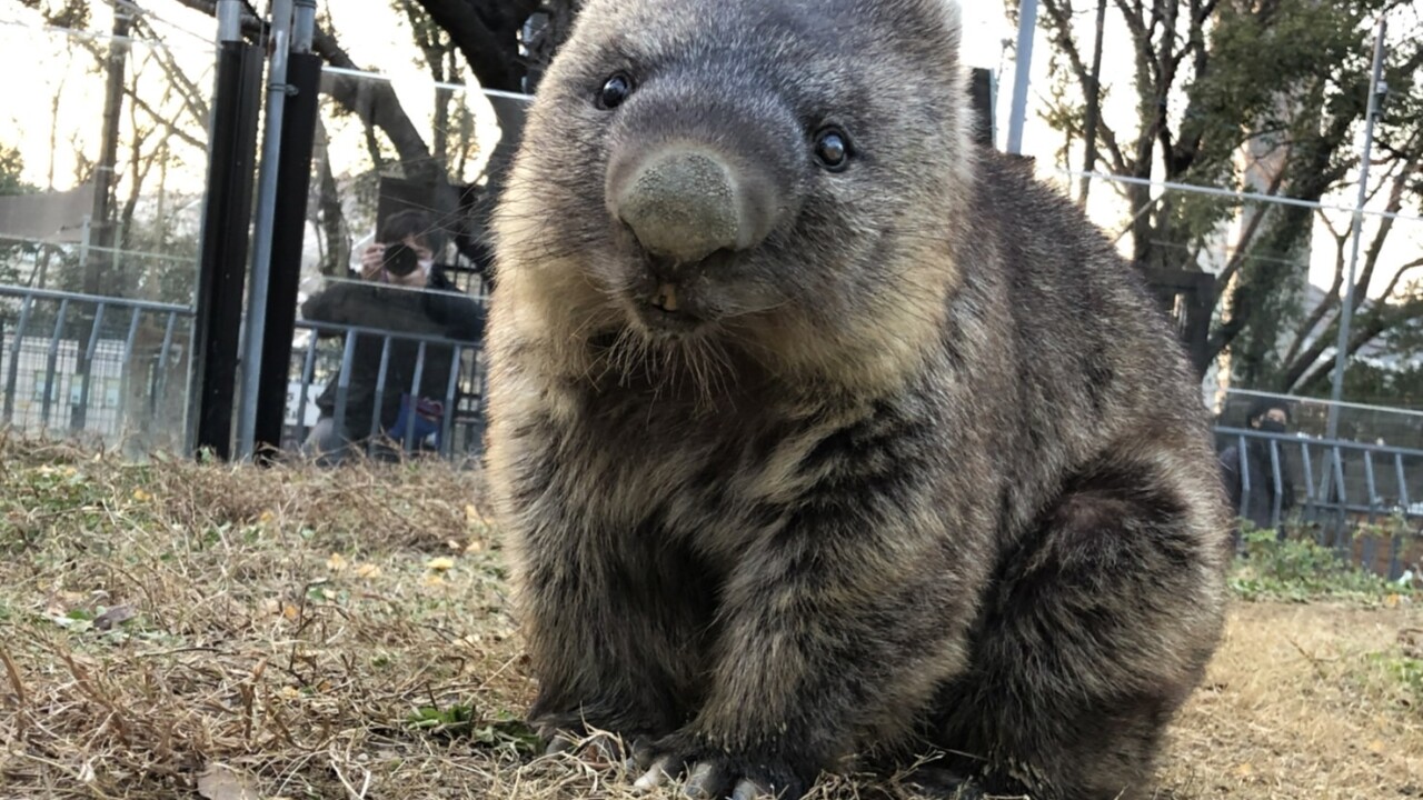 2918810_Oldest wombat in captivity ever.jpeg