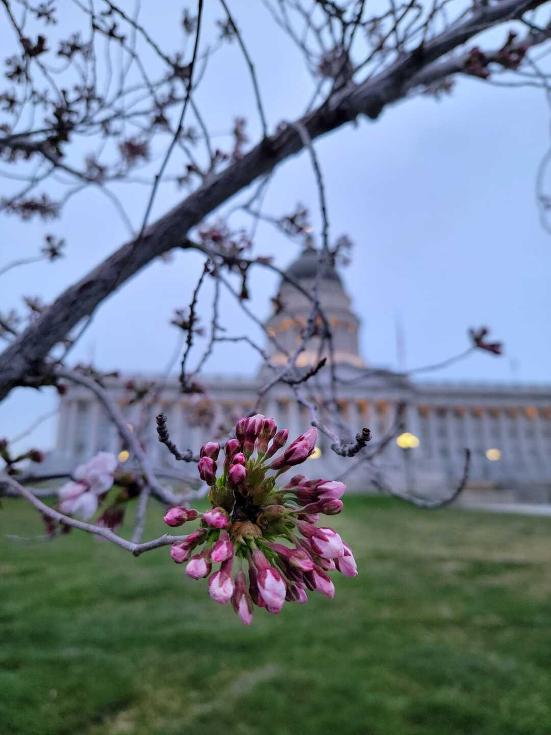 Utah State Capitol cherry blossoms beginning to bloom on March 29, 2024.