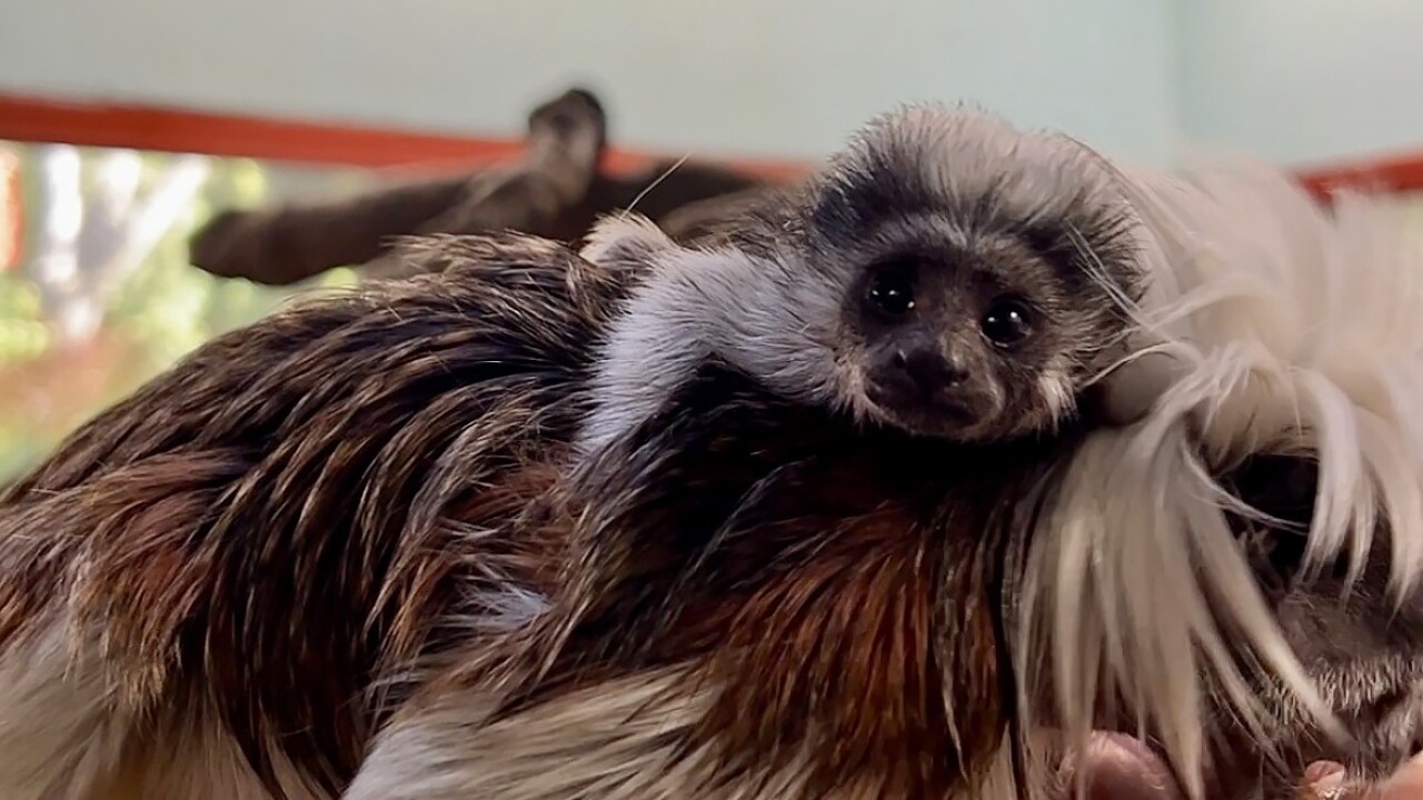 Cotton Top Tamarin Baby at Zoo Boise.jpeg