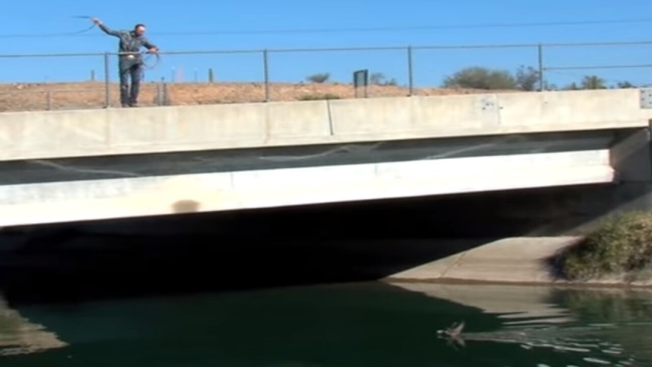VIDE: Mule deer rescued from canal by cowboys