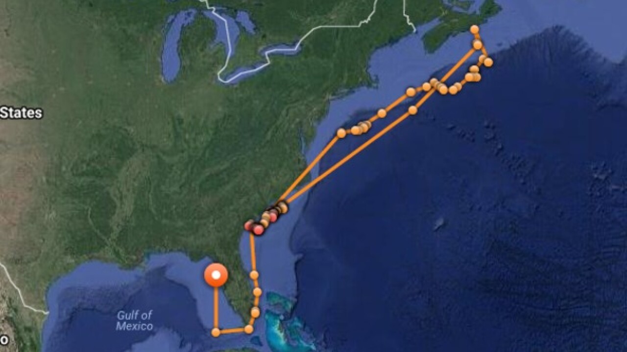 8-foot-long white shark pinged near Tampa