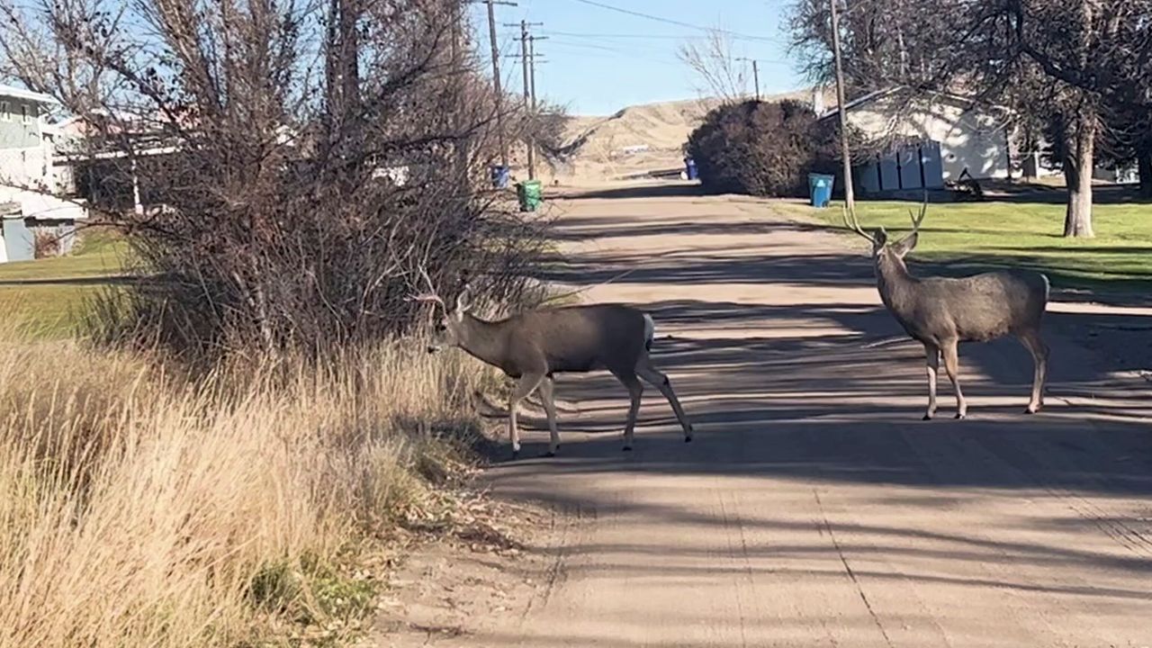 Deer in Fort Benton