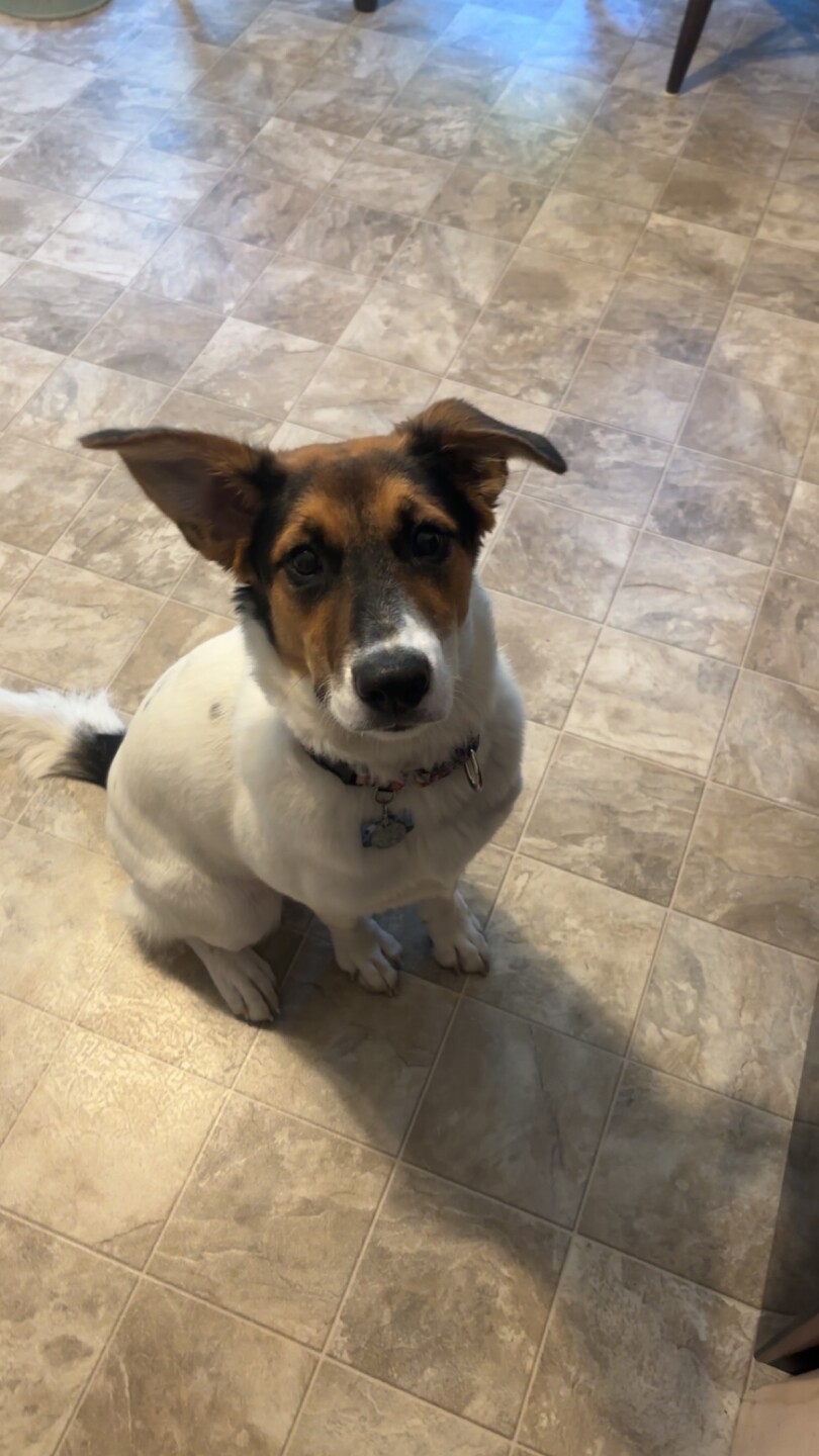 Dog walking forecast