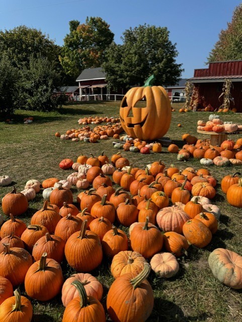 schwalliers pumpkins.jpg