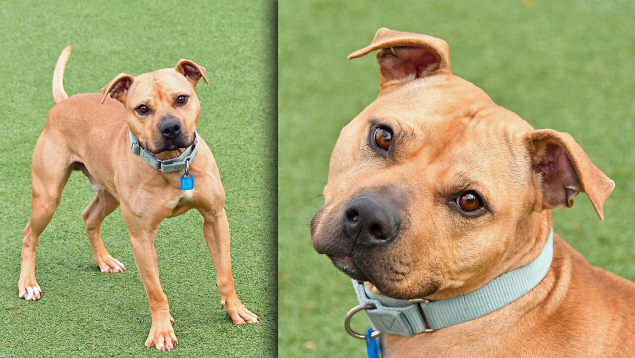 Woody the pit bull 1.jpg