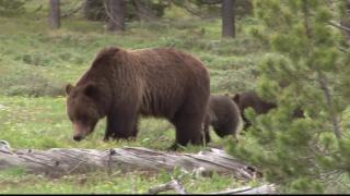 Grizzly bear euthanized in Northwest Montana