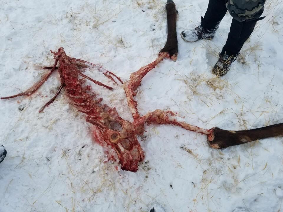 elk-carcass.jpg