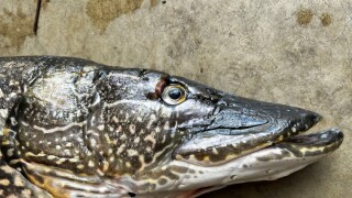 Northern Pike 
