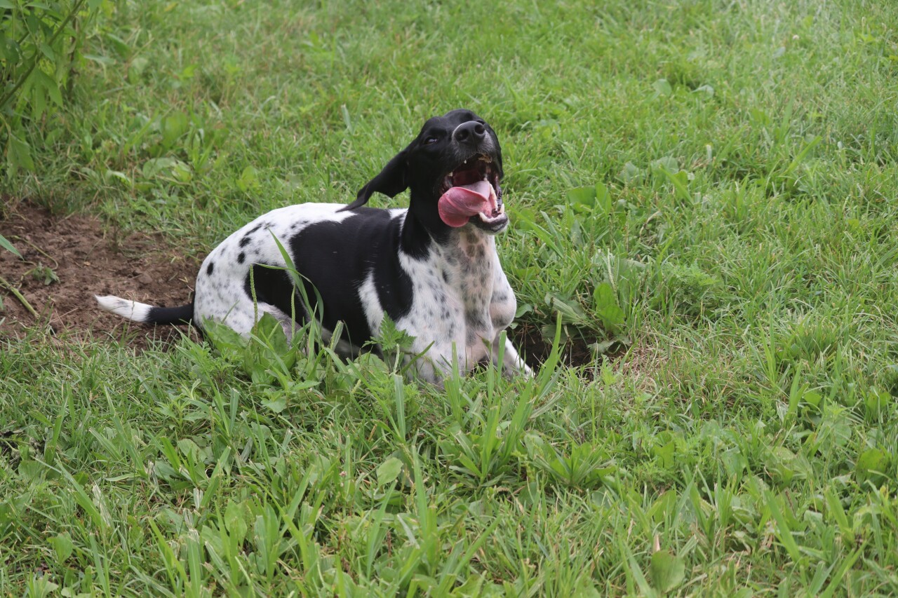 Ruger from Petersburg.jpg