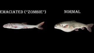 Zombie fish.jpg