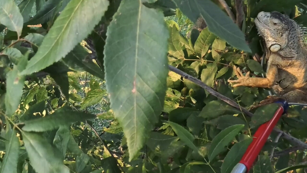 Pet iguana rescued from tree