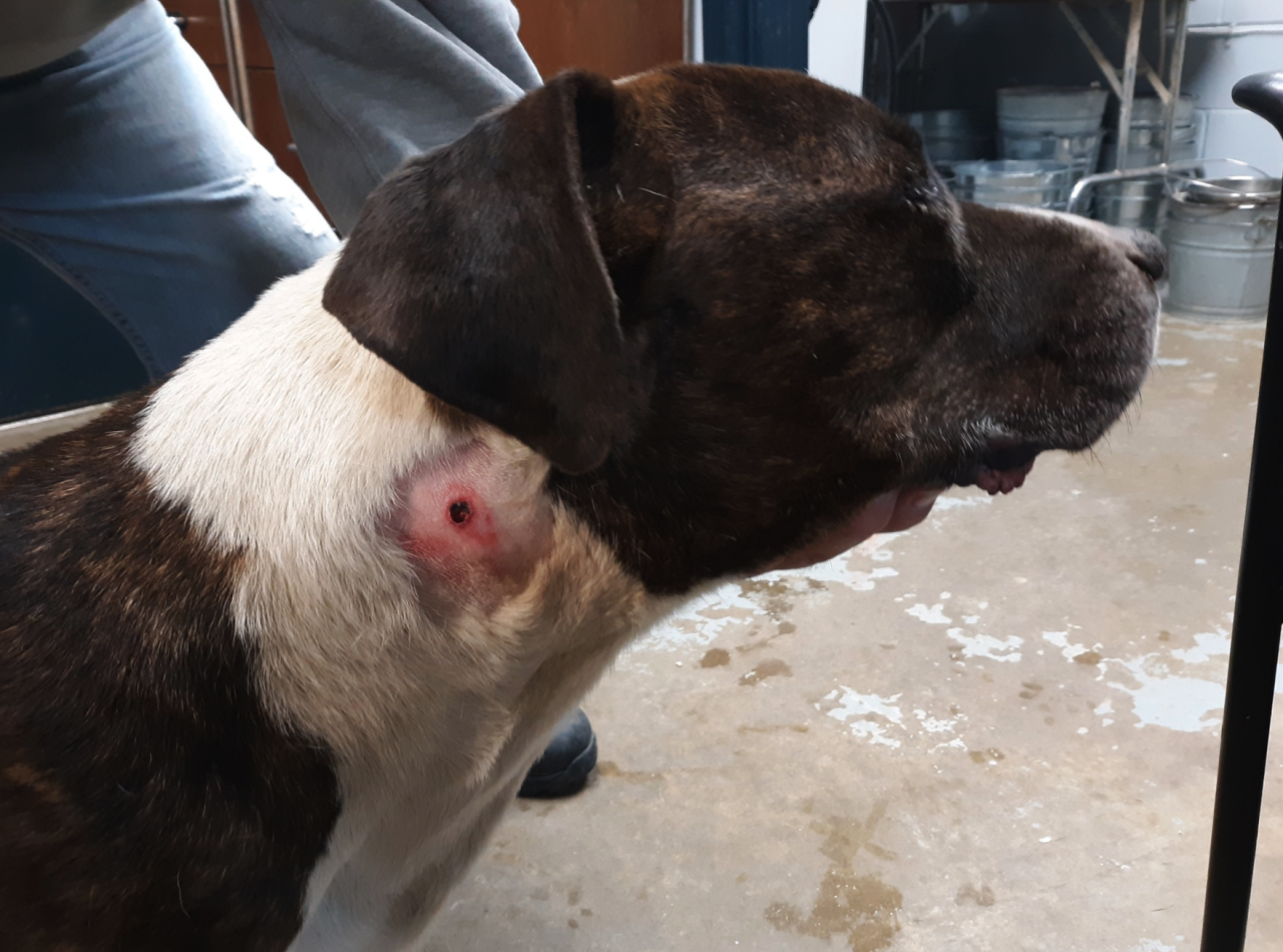 Connor Tuscarawas County Dog Pound