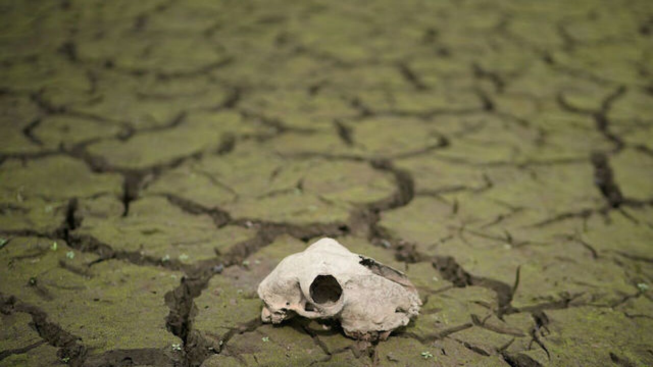 Earth at risk of becoming 'hothouse' if tipping point reached, report warns